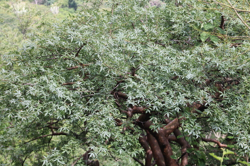 Bursera vejar-vazquezii Miranda 3