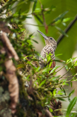 Xiphorhynchus lachrymosus