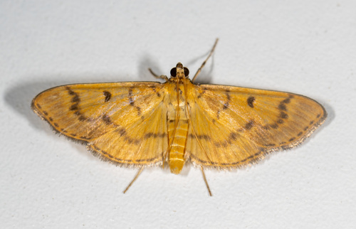 Syllepte dialis