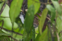 Cantorchilus nigricapillus