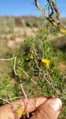 Marasmodes oubinae