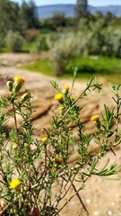 Marasmodes oubinae