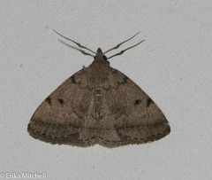 Zanclognatha dentata