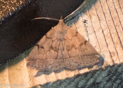 Zanclognatha dentata