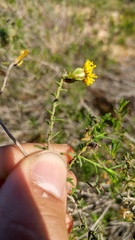 Marasmodes oubinae