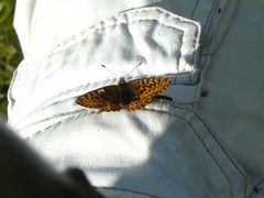 Boloria freija