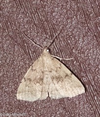 Zanclognatha dentata