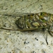 Giant Cicada - Photo (c) Pedro Alanis, some rights reserved (CC BY-NC), uploaded by Pedro Alanis