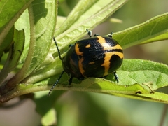 Labidomera clivicollis