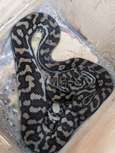Coastal Carpet Python sighting