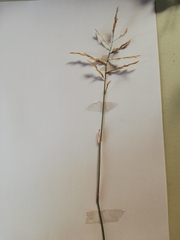 Triraphis andropogonoides