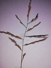 Triraphis andropogonoides