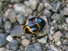 Labidomera clivicollis