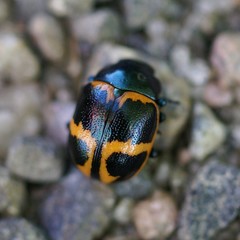 Labidomera clivicollis