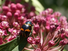 Labidomera clivicollis