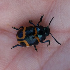 Labidomera clivicollis