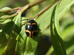 Labidomera clivicollis