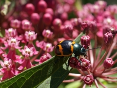 Labidomera clivicollis