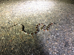 Lampropeltis gentilis