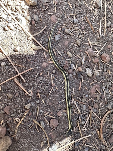 iNaturalist observation photo of Mountain Garter Snake