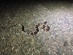 Lampropeltis gentilis