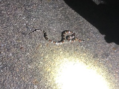 Lampropeltis gentilis