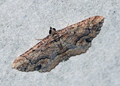 Horisme plagiographa