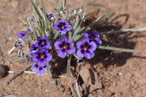 Bushveld Carpet Flower