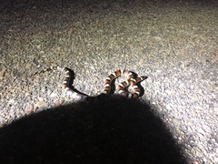 Lampropeltis gentilis