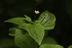 Galinsoga parviflora