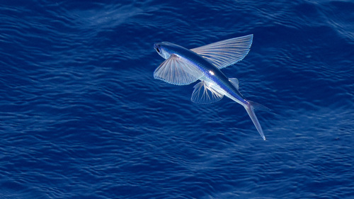 Clearwing Flyingfish (Cypselurus comatus) — Exocoetidae — 3