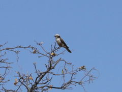 Eurocephalus anguitimens