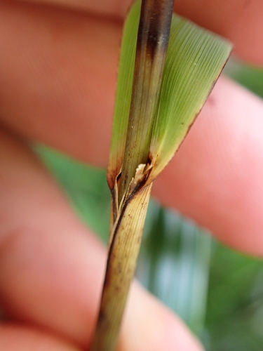 Image of Gahnia lacera by (c) Benjamin Lavin, some rights reserved (CC BY)