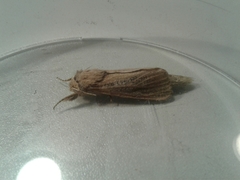 Phragmataecia castaneae