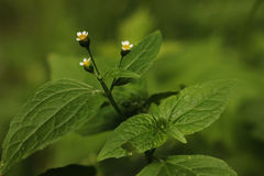 Galinsoga parviflora