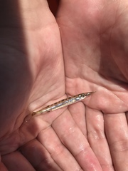 Sphyraena borealis