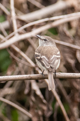 Myiophobus crypterythrus