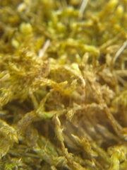 Hypnum cupressiforme lacunosum