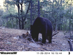 Ursus americanus machetes