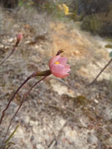 Image of Thelymitra carnea by no rights reserved