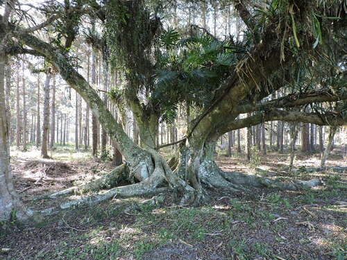 Ficus cestrifolia