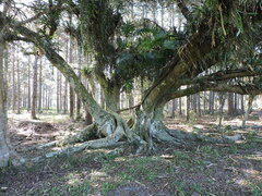 Ficus cestrifolia