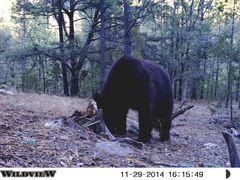 Ursus americanus machetes