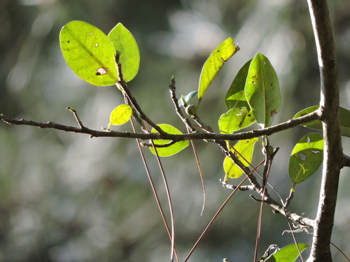 Ficus cestrifolia, photograph 1