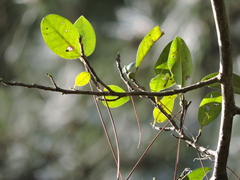 Ficus cestrifolia, photograph (c) Fabrício Mil Homens Riella, some rights reserved (CC BY)