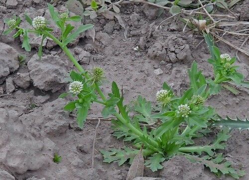 Image of Acicarpha tribuloides by no rights reserved