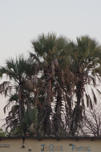 Makalani Palm