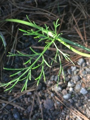 Harbouria trachypleura