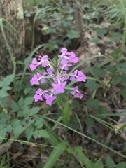 Platanthera peramoena