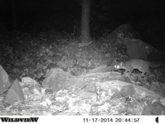 Bassariscus astutus flavus